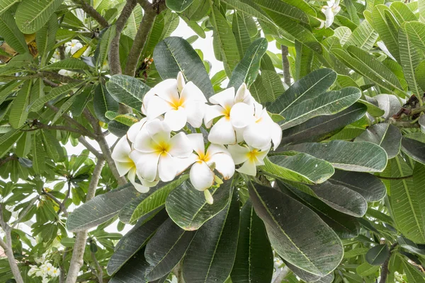 Beyaz plumeria çiçekler