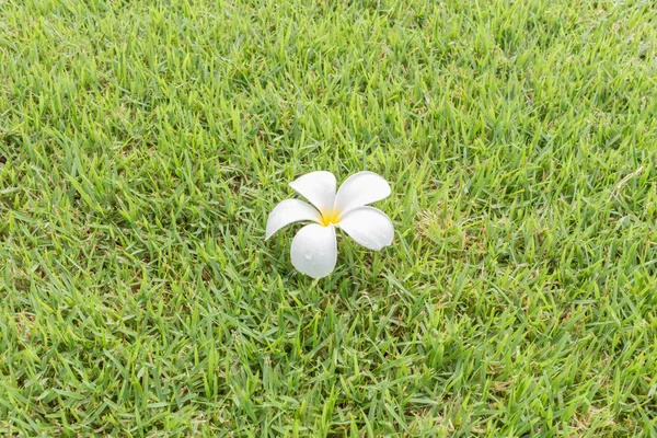 Yeşil çimenlerin üzerinde beyaz plumeria çiçek