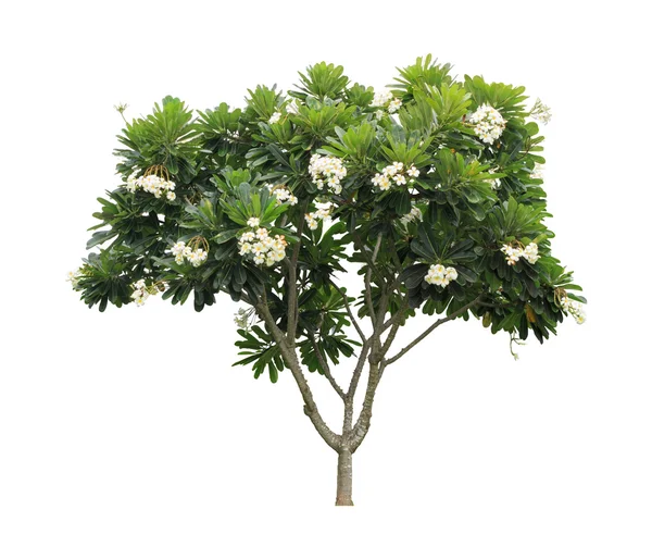 Beyaz arka plan üzerinde izole Plumeria ağaç (frangipani).