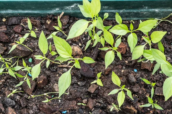 Cultivo de plantas de semillero verdes — Foto de Stock