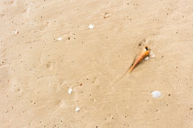 Kumsalda deniz kabuğu