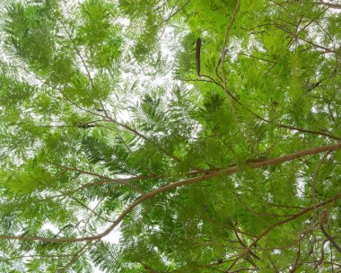 Yeşil orman. Alt görünümü arka plan ağaç yeşil yaprak