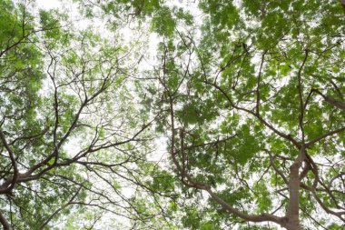 Yeşil orman. Alt görünümü arka plan ağaç yeşil yaprak