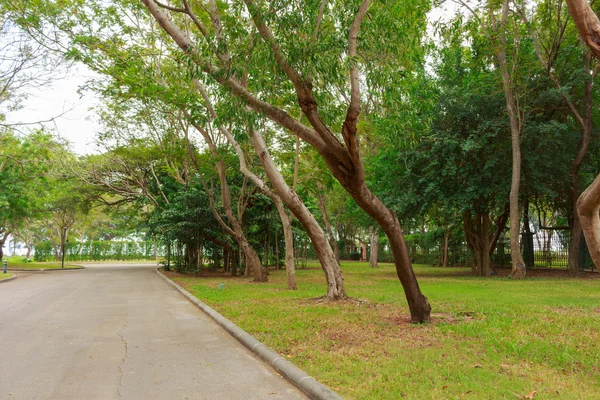 Pasarela en el parque — Foto de Stock