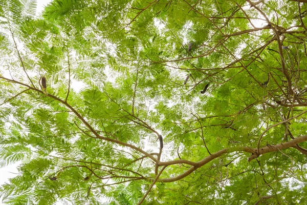 Zielony las. drzewa zielone liście tło widok dolnej — Zdjęcie stockowe