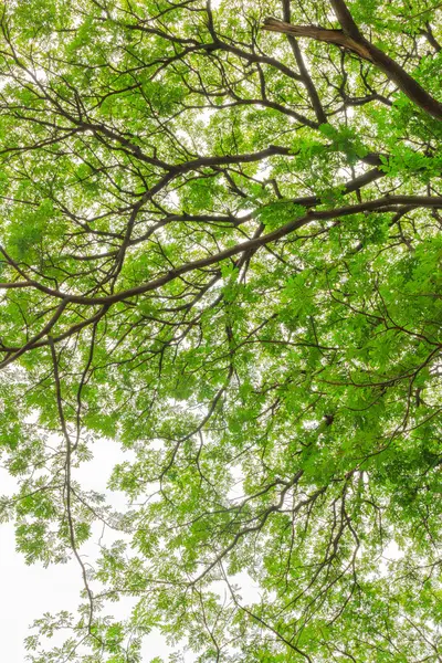 Zielony las. drzewa zielone liście tło widok dolnej — Zdjęcie stockowe