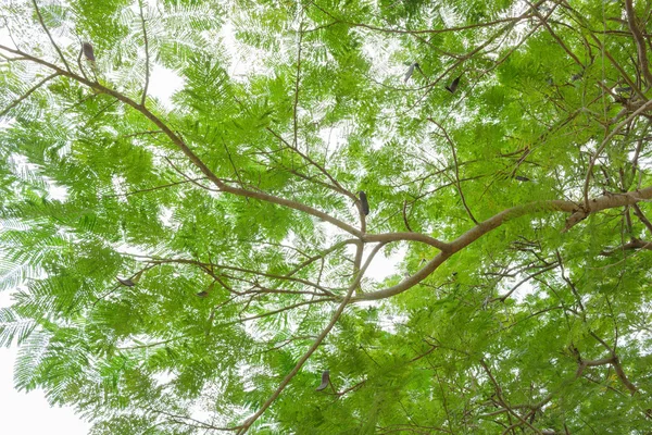 Green forest. Tree with green Leaves bottom view background — Stock Photo, Image