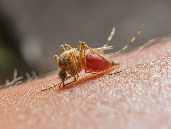 Macro de mosquito que pica —  Fotos de Stock