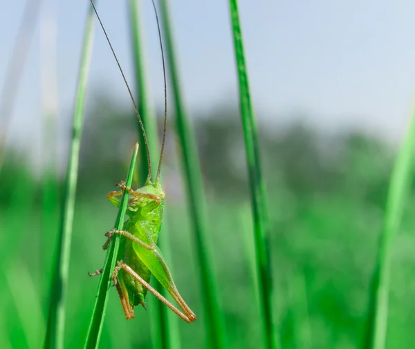 Soltero pequeño saltamontes verde en la hierba — Foto de Stock