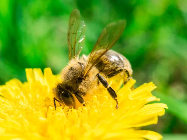 Abeja recolectando miel en el diente de león —  Fotos de Stock