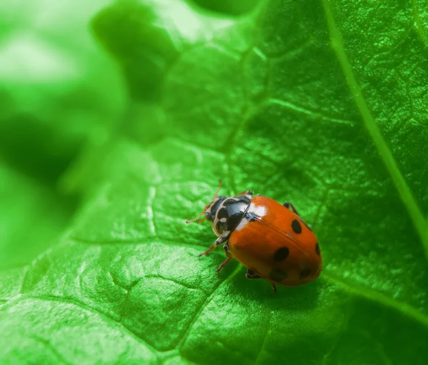 Macro de mariquita en la hoja de ensalada verde —  Fotos de Stock