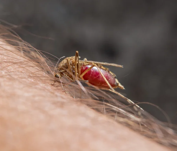 Macro de mosquito que pica Imagen de stock