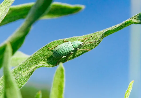 Curculionidae azul-verde sobre la hierba contra el cielo —  Fotos de Stock