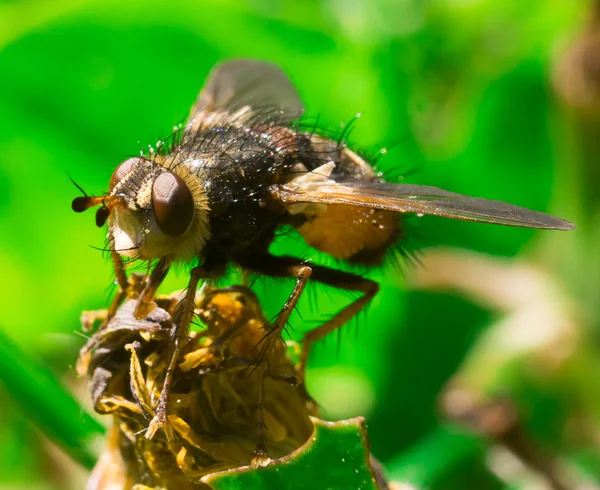 Macro detalhada de mosca grande na grama — Fotografia de Stock