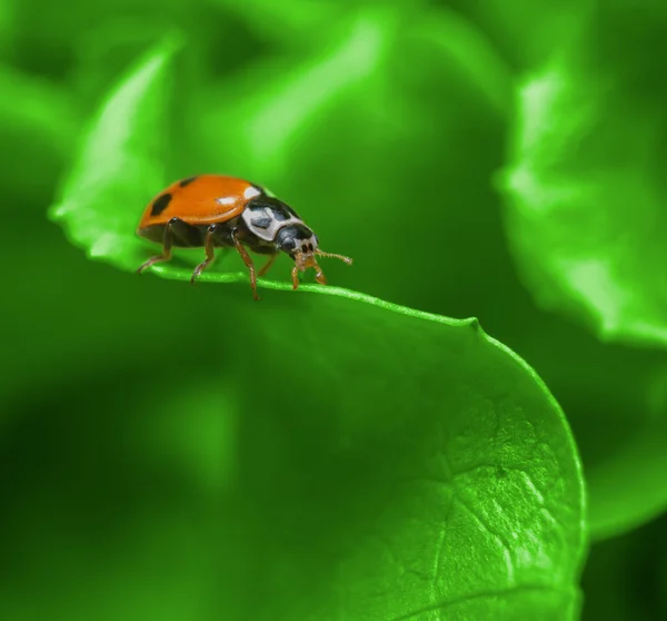 Makro des Marienkäfers auf dem frischen grünen Blatt — Stockfoto