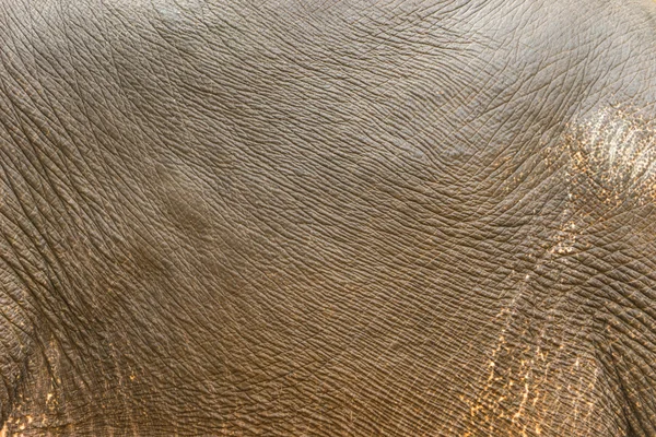 Abstract background of the rough elephant leather — Stock Photo, Image