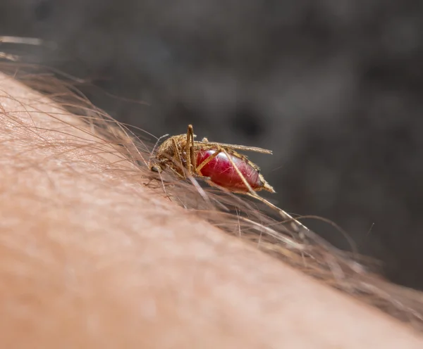 Macro de mosquito que pica en la piel Imágenes de stock libres de derechos