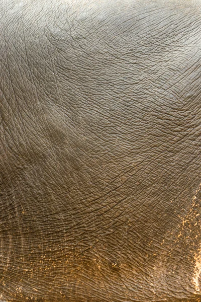 Abstract background of the bright rough elephant leather — Stock Photo, Image