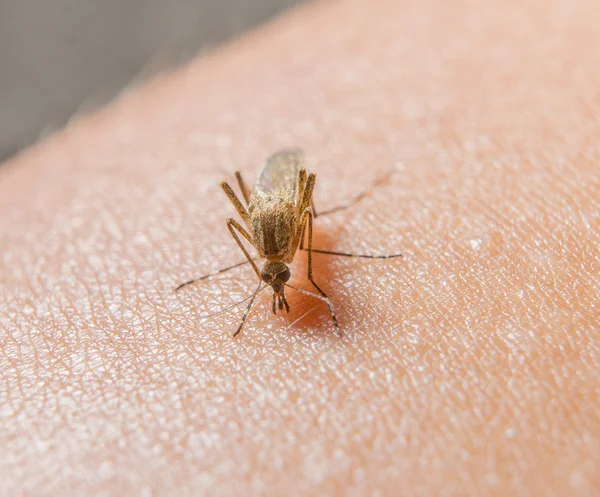 Macro de mosquito mordedor na pele humana — Fotografia de Stock