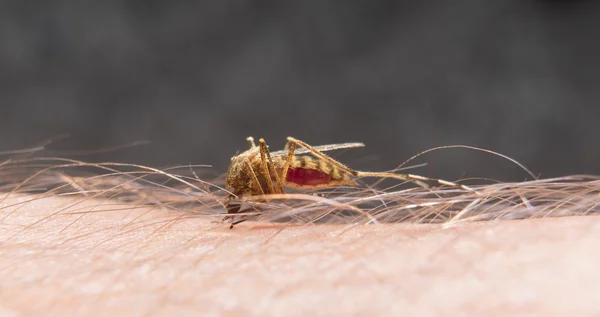 Makro för biter mygga på människors hud — Stockfoto