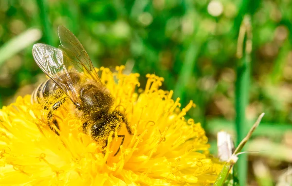 Abeja recolectando néctar de miel en el diente de león —  Fotos de Stock