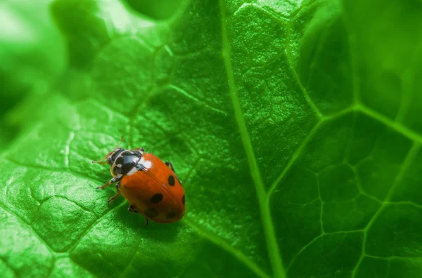 Macro de mariquita en la ensalada verde fresca —  Fotos de Stock