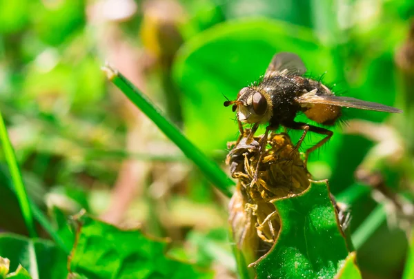 Macro detallada de la mosca grande sentado en la hierba —  Fotos de Stock