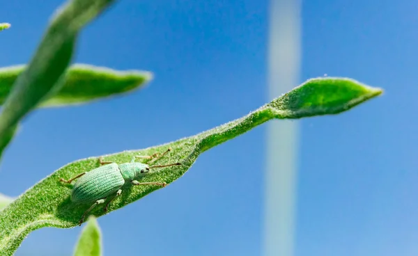 Curculionidae azul-verde sentado en la hierba contra el cielo —  Fotos de Stock