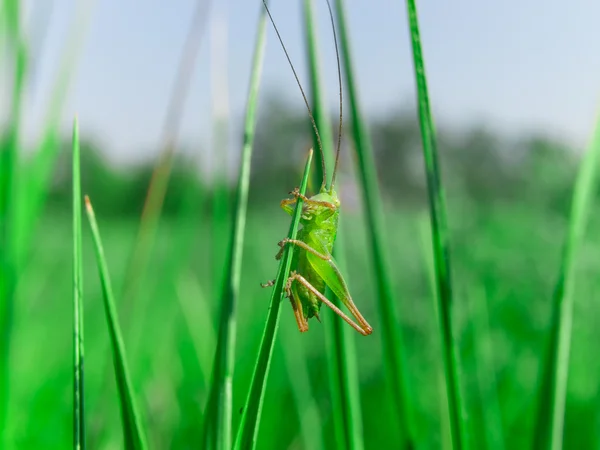 Soltero pequeño saltamontes verde sentado en la hierba — Foto de Stock