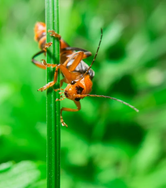 Makro av orange svart bug ser att kameran — Stockfoto