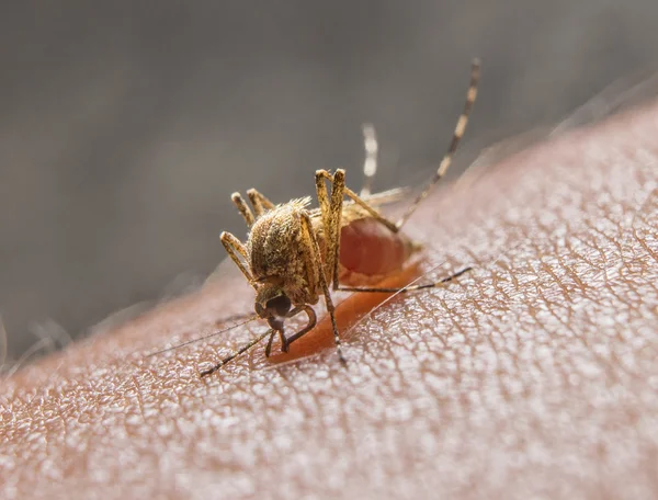 Macro de mosquito mordedor na pele — Fotografia de Stock