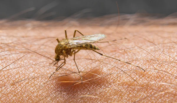 皮膚に蚊をかむのマクロ — ストック写真