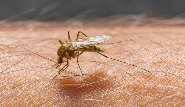 Makro för biter mygga på huden — Stockfoto