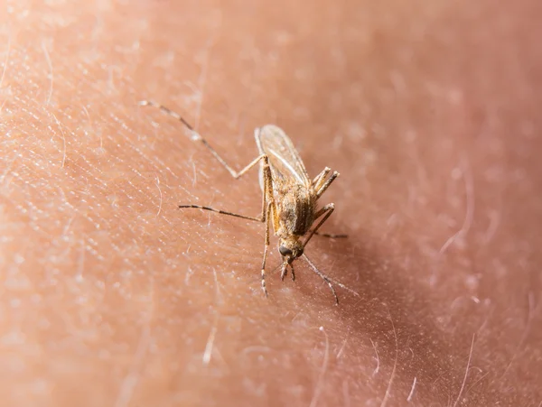 Macro de mosquito que pica en la piel —  Fotos de Stock