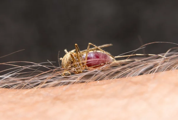 Macro de mosquito que pica en la piel — Foto de Stock