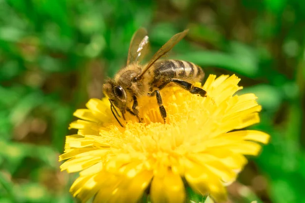 Пчела собирает нектар или мед на одуванчике — стоковое фото