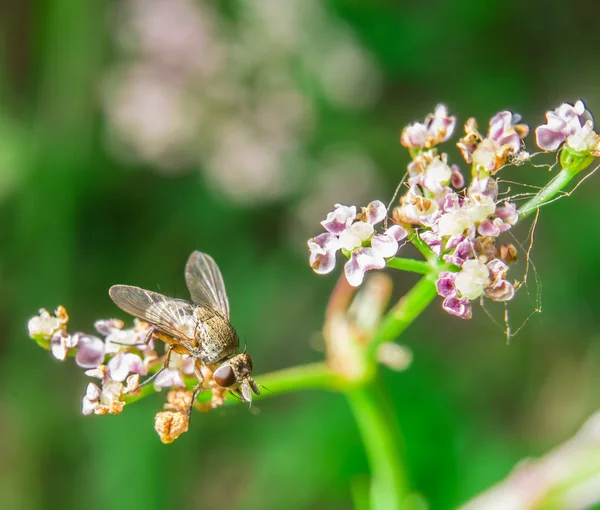 Pequeña casa mosca sentado en flor —  Fotos de Stock