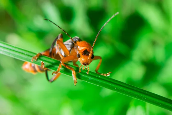 Macro van de oranje zwart bug op zoek naar camera — Stockfoto