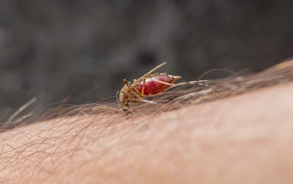 Makro för biter mygga på huden — Stockfoto