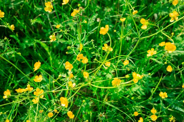 Abstract background of green meadow with small yellow blossoms — Stock Photo, Image