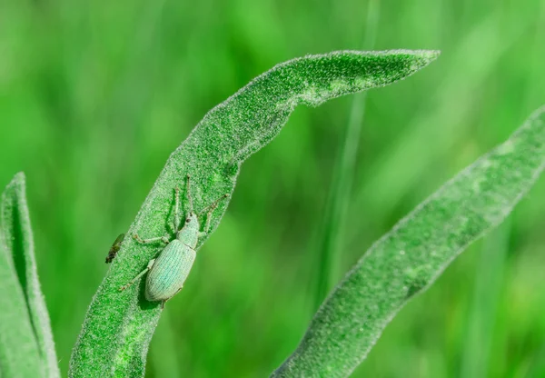 Curculionidae azul-esverdeado sentado na grama — Fotografia de Stock