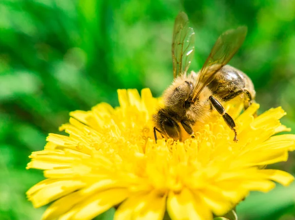 Abeja recolectando néctar o miel en el diente de león Fotos de stock