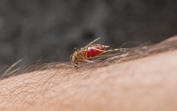 Macro de mosquito que pica en la piel Imagen de archivo