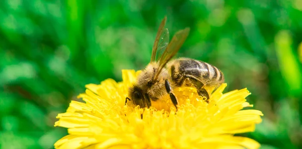 Abeja recolectando néctar o miel en el diente de león —  Fotos de Stock