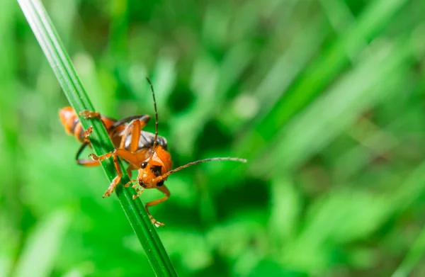 Macro del insecto negro naranja mirando a la cámara —  Fotos de Stock