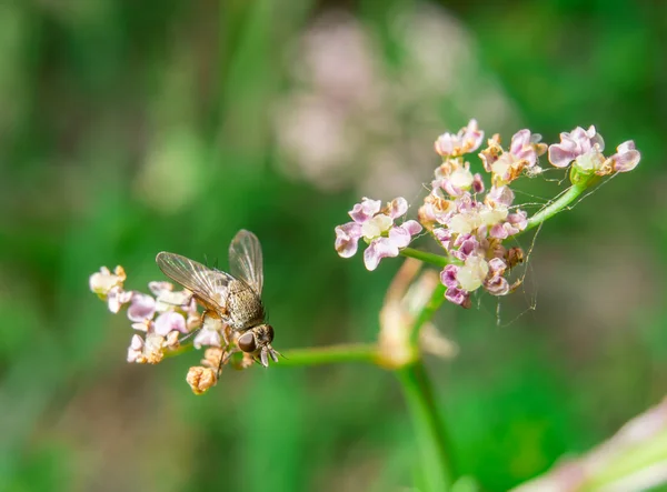 Pequeña mosca de la casa sentada en la flor —  Fotos de Stock