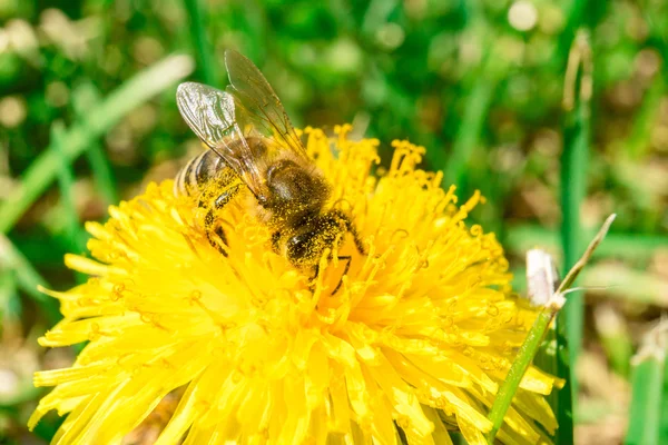 Abeja recolectando néctar o miel en el diente de león —  Fotos de Stock