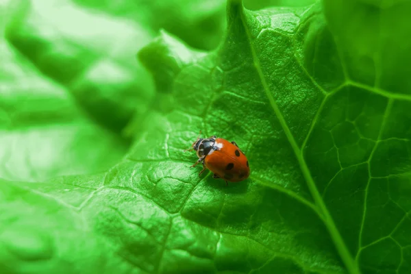 Macro de mariquita en la hoja verde fresca —  Fotos de Stock