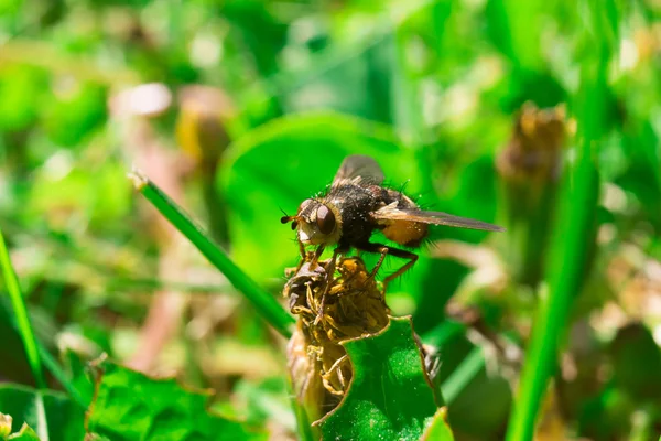 Macro détaillée de grande mouche assis dans l'herbe — Photo