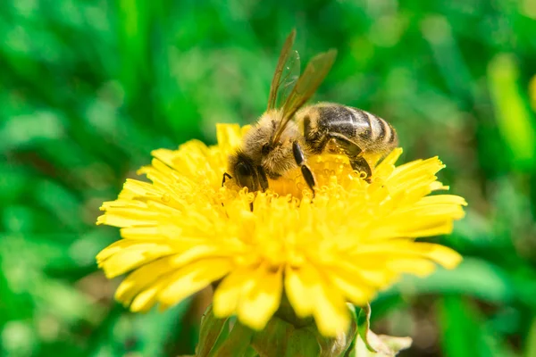 La abeja recogiendo el néctar de la miel en el diente de león amarillo en verano —  Fotos de Stock